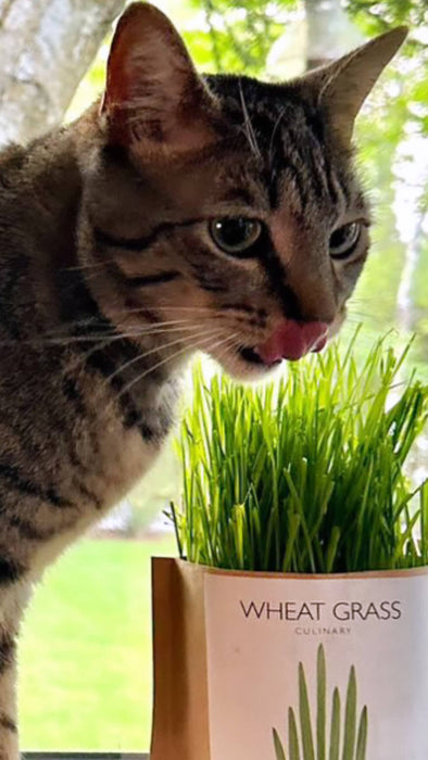 Cat Grass Garden Sprinkles