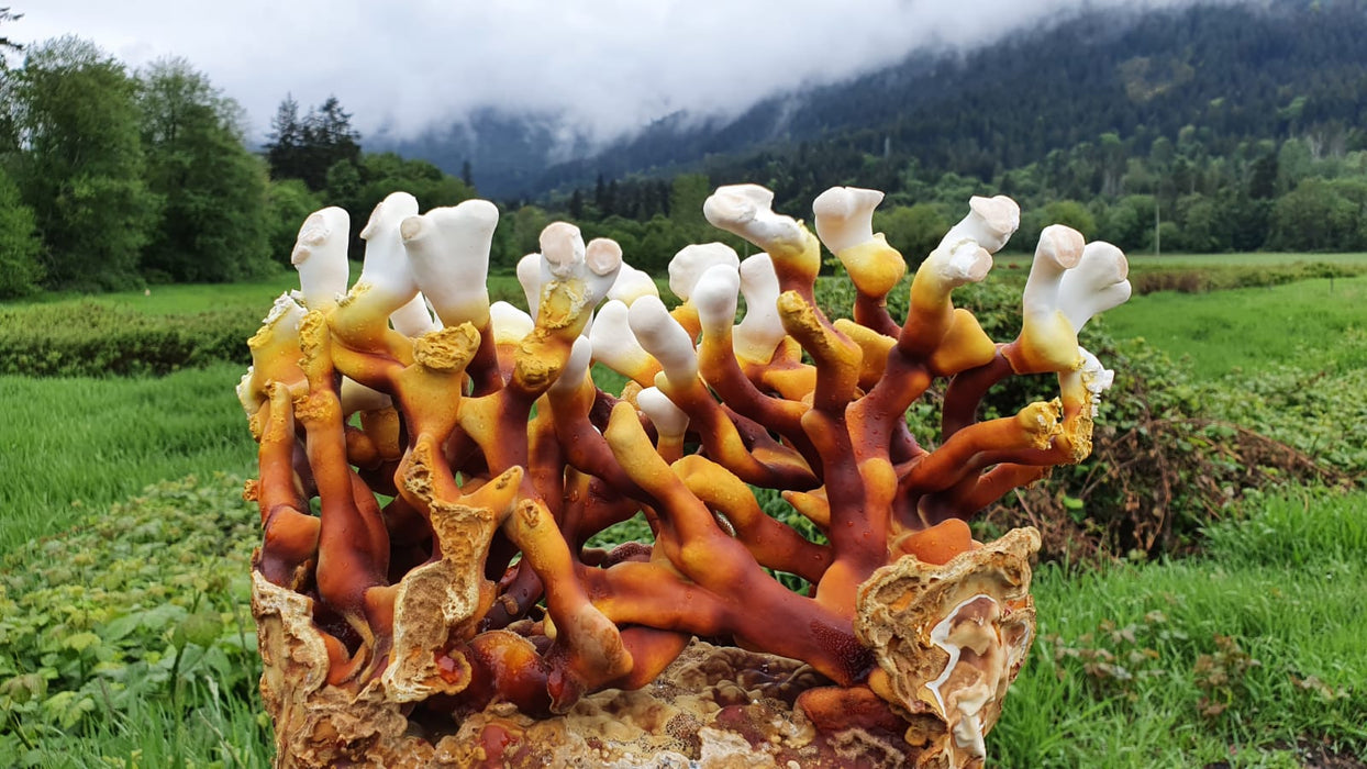 Antler Reishi Mushroom Grow-at-Home Kit — Blackwater