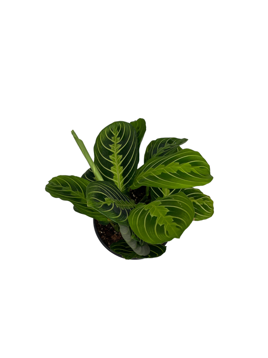 4"  Maranta Lemon Lime - Prayer Plant