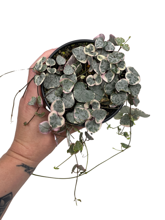 4" Variegated String Of Hearts