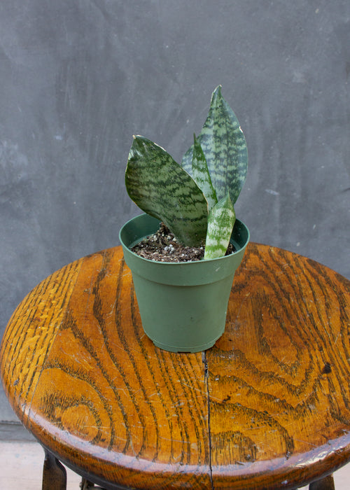 4" Snake Plant - Zeylanica