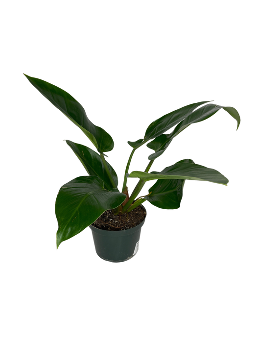 6" Philodendron - Imperial Green