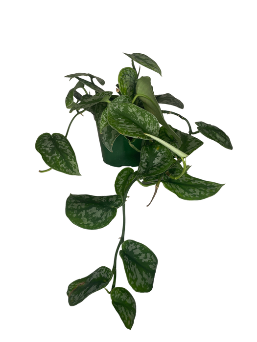 6" Satin Pothos Scindapsus Pictus - Silver Splash