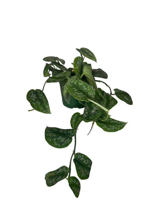 6" Satin Pothos Scindapsus Pictus - Silver Splash