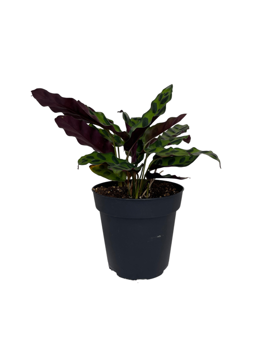 4" Calathea Lancifolia - Rattlesnake Plant