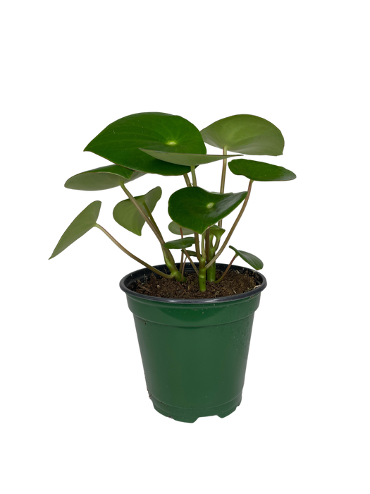 4" Pilea Raindrop