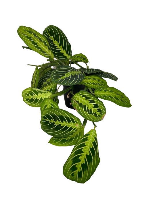 6" Maranta Lemon Lime - Prayer Plant