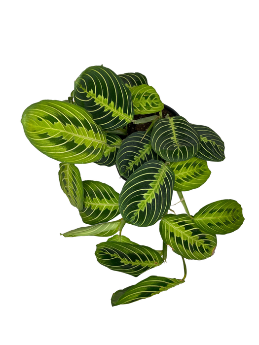 6" Maranta Lemon Lime - Prayer Plant