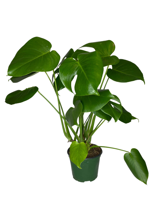 6" Philodendron Split Leaf - Monstera Deliciosa