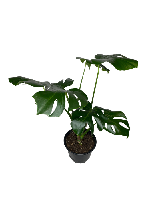 8" Philodendron Split Leaf - Monstera