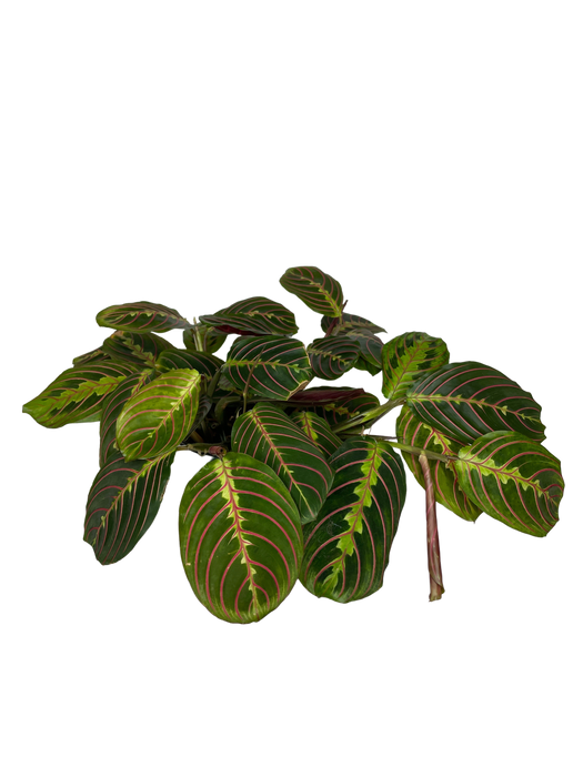 6" Maranta Red - Prayer Plant