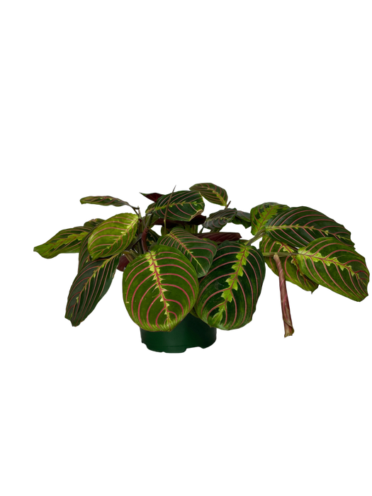 6" Maranta Red - Prayer Plant