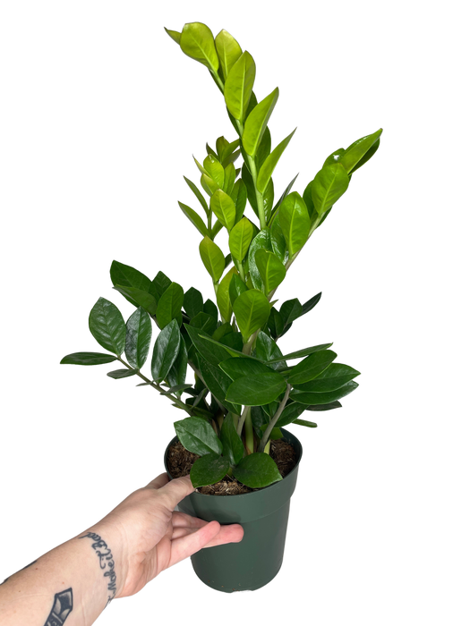 6" ZZ Zamioculcas Zamifolia Plant