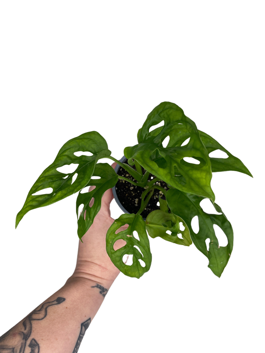 4" Swiss Cheese Plant - Monstera Adansonii -