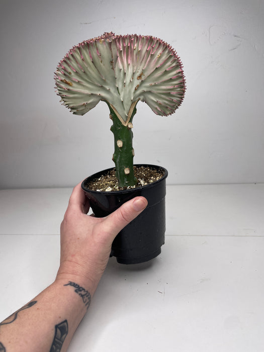 5" Mermaid Tail Cactus