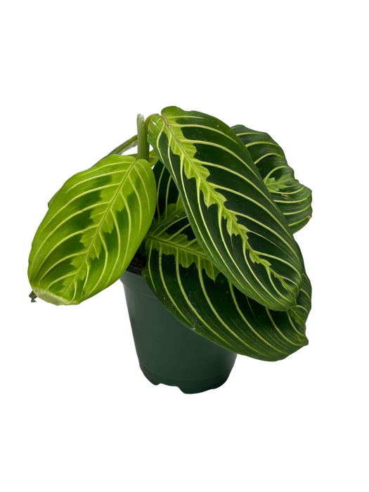 4"  Maranta Lemon Lime - Prayer Plant