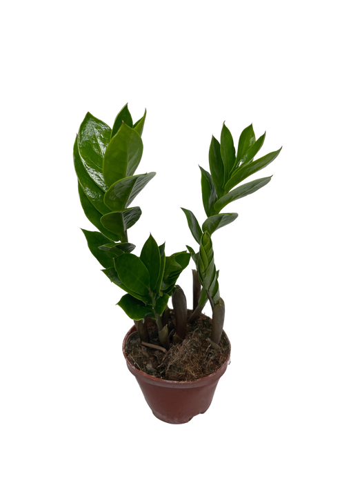 4" ZZ Zamioculcas Zamifolia Plant