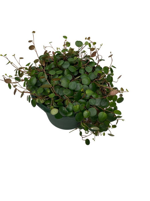 6" Hanging Peperomia Pepperspot