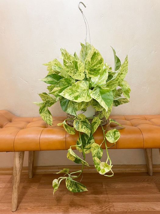 6" Pothos - Snow Queen