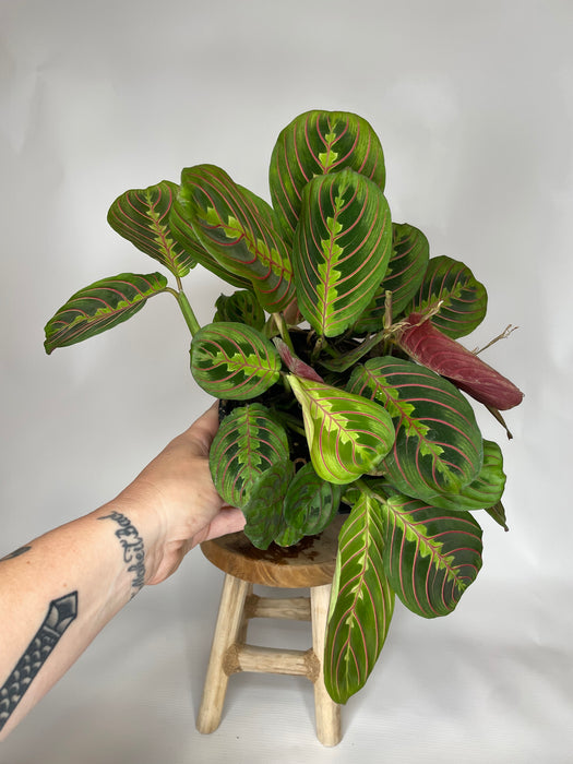 6" Maranta Red - Prayer Plant