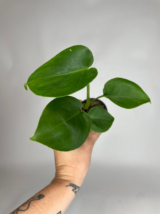 2" Monstera Split Leaf