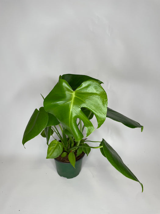6" Philodendron Split Leaf - Monstera Deliciosa