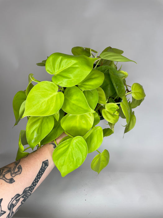 6" Hanging Philodendron Neon
